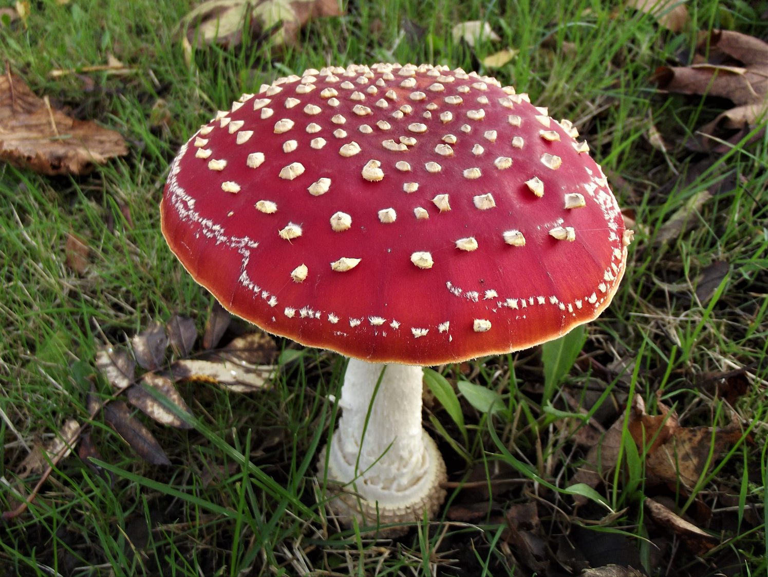 MUSHROOM